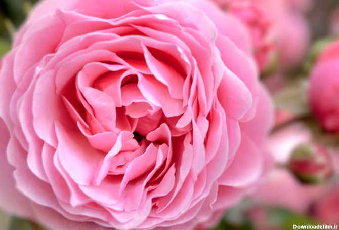 فصل گلاب گیری و انتخاب بهترین گلاب + انواع گلاب