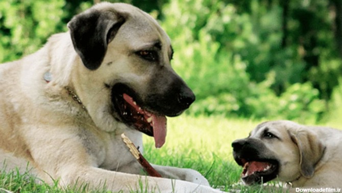 عکس نژاد سگ کانگال ترکیه همراه توله