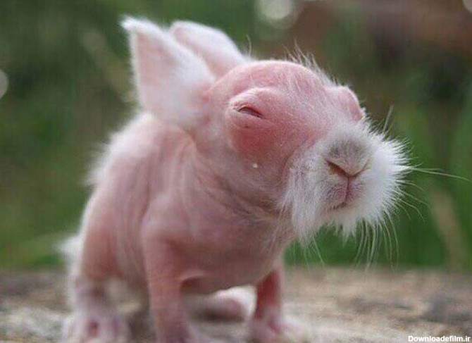 خرگوش تازه متولد شده!(عکس)