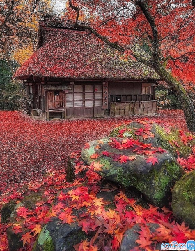 پارک زیبای نارا در ژاپن + تصویر | طرفداری