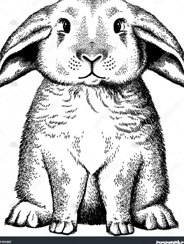 سیاه و سفید طرح خرگوش ناز نشسته در پاهای عقبی آن است. تصویر برداری ...