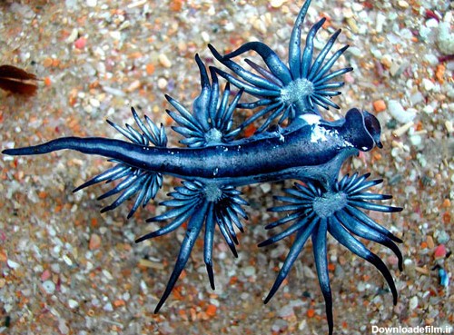 موجودات دریایی عجیب و زیبا