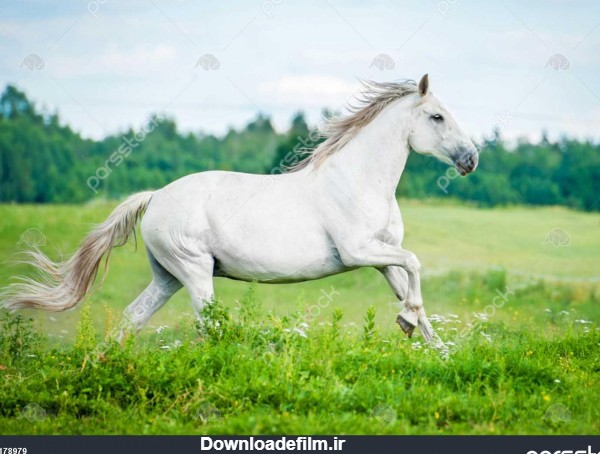 اسب سفید زیبا در حال اجرا در زمینه تابستان 1178979