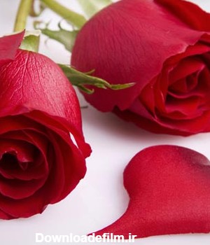 عکس دو شاخه رز قرمز در کنار یک گلبرگ قلب مانند به صورت عاشقانه