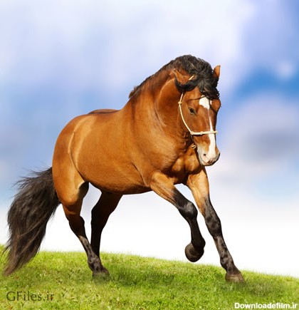 دانلود عکس با کیفیت دویدن اسب قهوه ای رنگ بر روی علف ها
