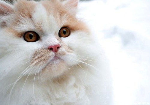 عکاسی از حیوانات خانگی: عکس های زیبای گربه ها | لنزک
