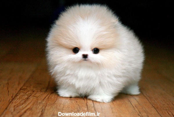عکس سگ پشمالو سفید کوچک