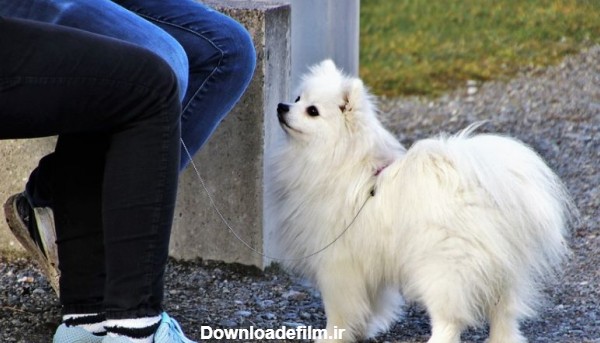 معرفی نژاد سگ اشپیتز : قبل از خرید سگ اشپیتز با ما همراه شوید