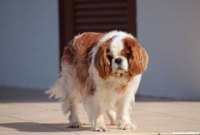 دانلود تصویر سگ پشمالو سفید و قهوه ای | تیک طرح مرجع گرافیک ایران