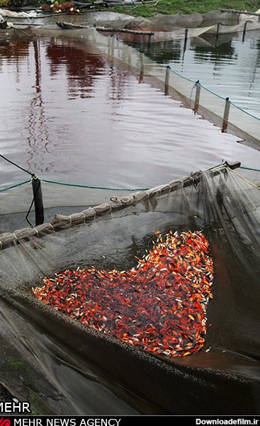 پرورش ماهی قرمز - رشت (عکس)
