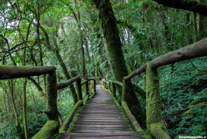 عکس باکیفیت پل چوبی در جنگل - مرجع دانلود فایلهای دیجیتالی