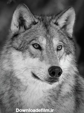 عکس گرگ برای پروفایل | 100 عکس از گرگ های زیبا و وحشی {مخصوص ...