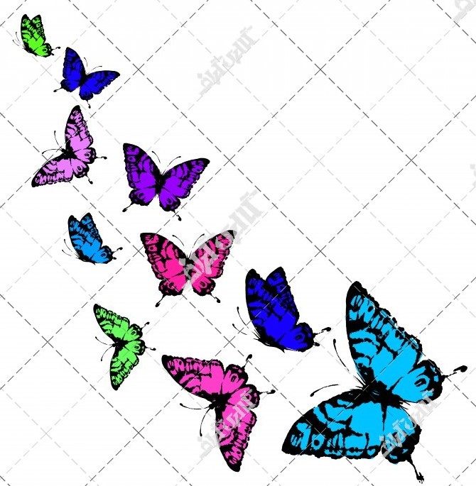 دانلود تصویر با کیفیت پروانه های رنگارنگ در پس زمینه سفید