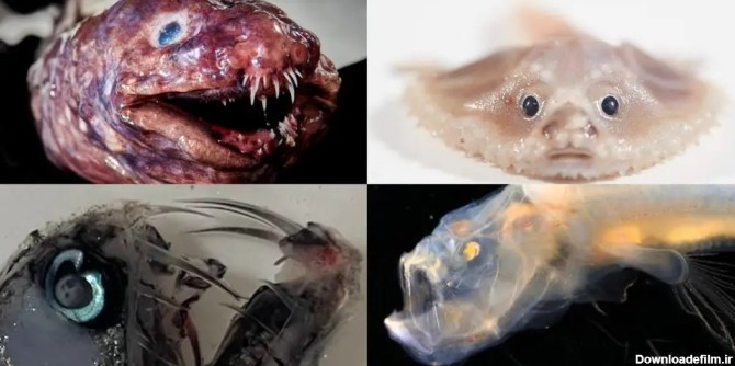 کشف موجودات دریایی عجیب و ترسناک در کف اقیانوس + عکس