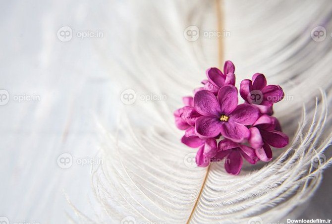دانلود عکس گل بنفشه یاس بنفش روی پر شترمرغ سفید یک یاس بنفش | اوپیک