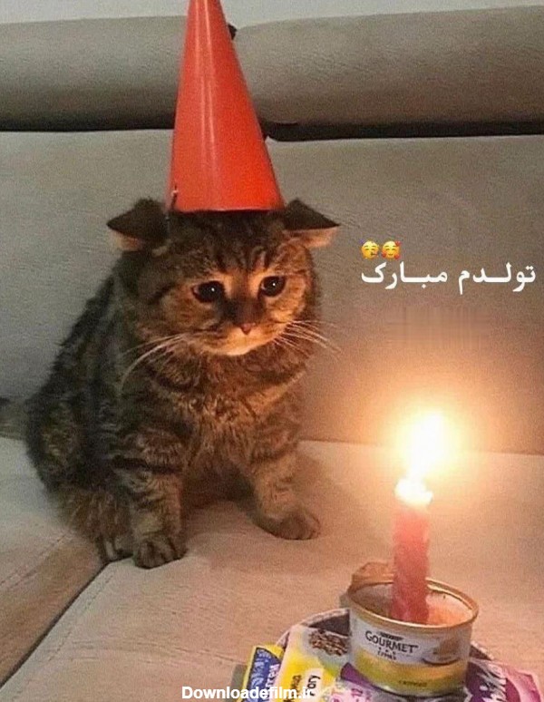 عکس تولدم مبارک گربه - عکس نودی
