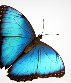 دانلود تصویر باکیفیت با موضوع حشرات، پروانه آبی رنگ در حال  پرواز