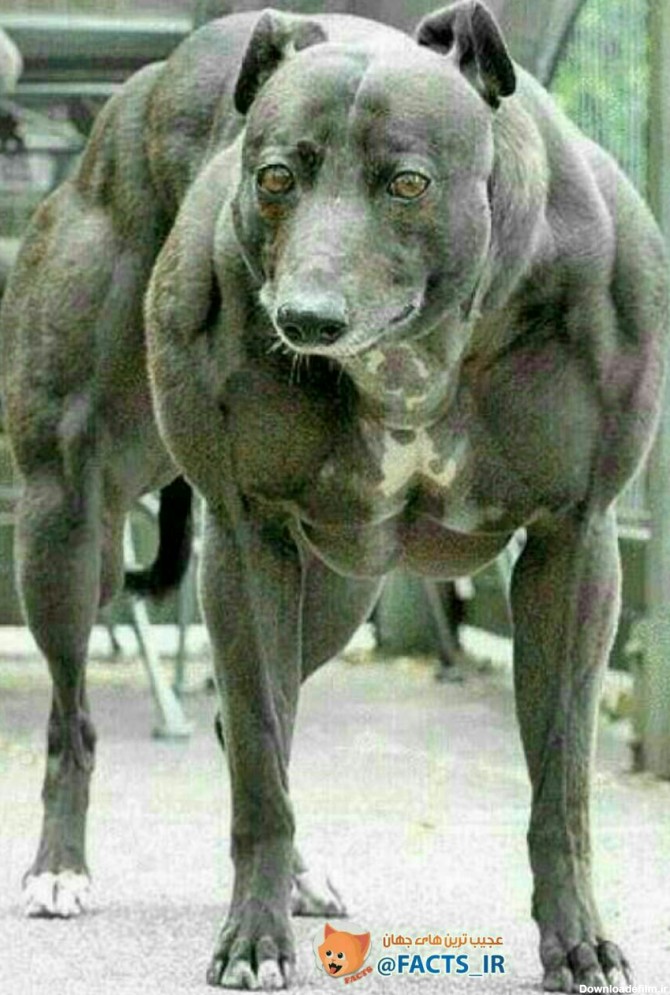 سگی که ارتش روسیه پرورش داده، بزرگترین قابلیت این سگها از ...