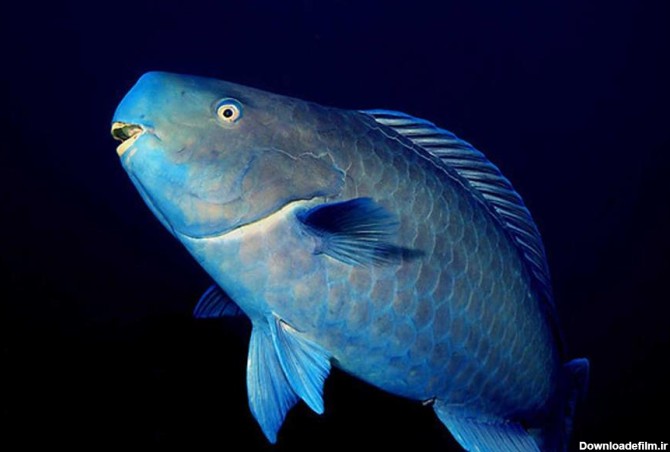 جمهور - طوطی ماهی آبی