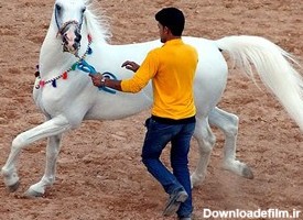 جشنواره اسب های زیبا و اصیل ایرانی در پارک جنگلی زرقان شیراز