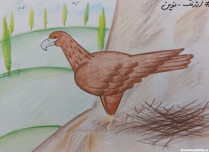 طرح عقاب با مدادرنگي | آموزش نقاشی ارژنگ نوین مجازی آنلاین