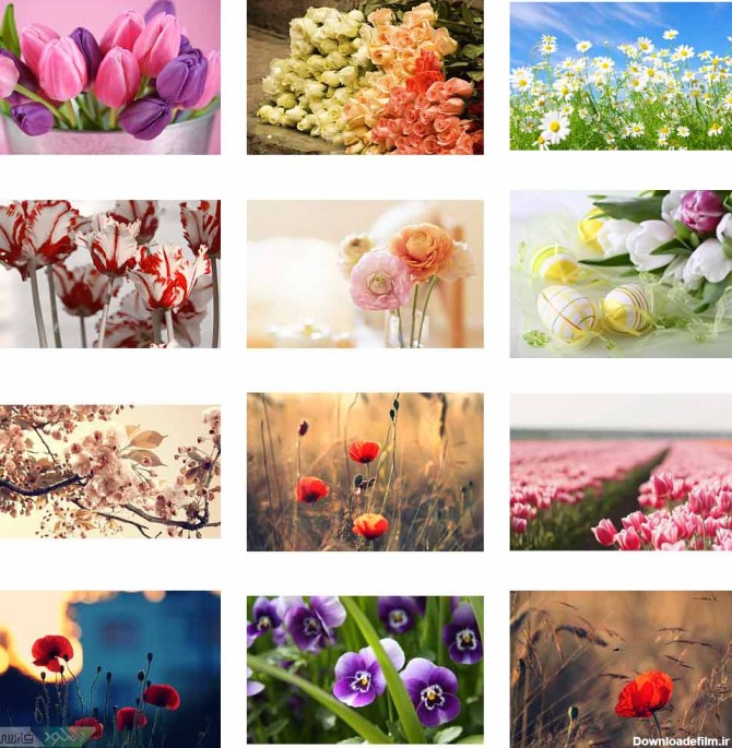 دانلود مجموعه تصاویر زیبا از گل ها و طبيعت با کیفیت بالا - دانلود ...