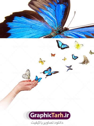 تصویر با کیفیت پروانه ها در دست در پس زمینه سفید از شاتر استوک با ...