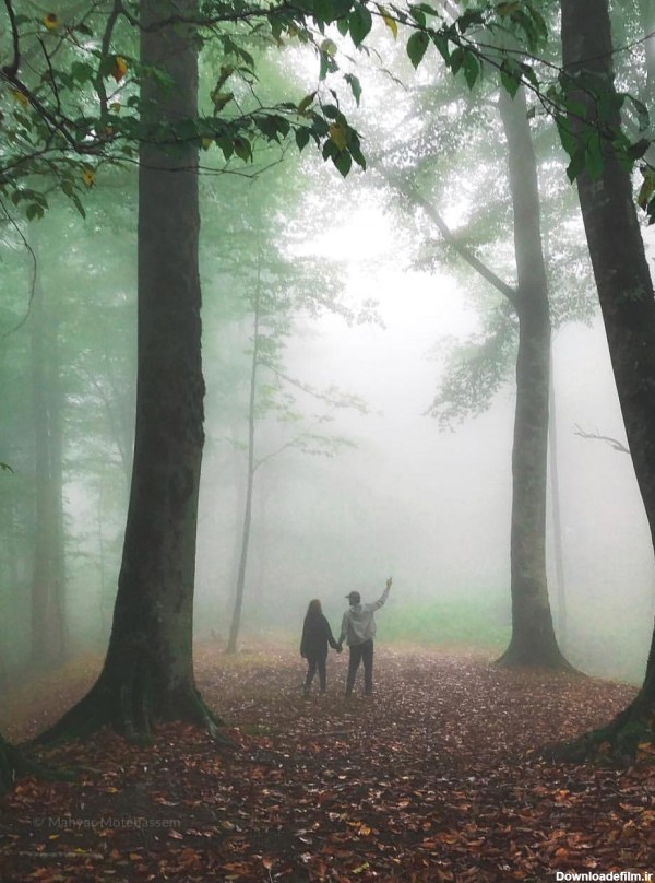 جنگل مه آلود پاسند بهشهر و طبیعت بی نظیر و جذاب آن | ایلیا گشت