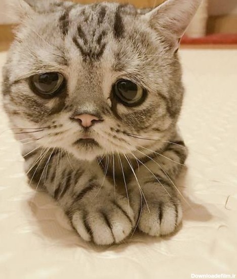 غمگین ترین گربه دنیا” محصول جدید چین! + تصاویر