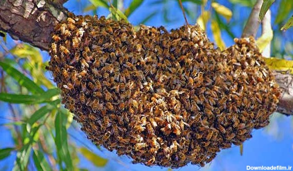 انواع کندوی زنبور عسل در ایران و جهان - دیجی عسل | عسل طبیعی