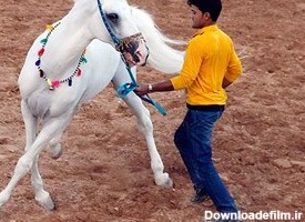 جشنواره اسب های زیبا و اصیل ایرانی در پارک جنگلی زرقان شیراز