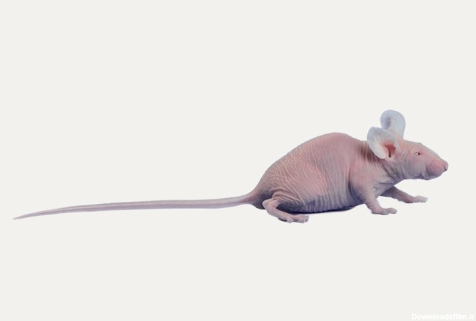 کامل ترین مطلب درباره تفاوت انواع موش ها و رت های آزمایشگاهی + عکس ...