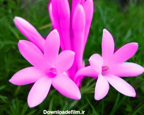 120 عکس پروفایل گل زیبا | زیباترین عکس های گل برای پروفایل