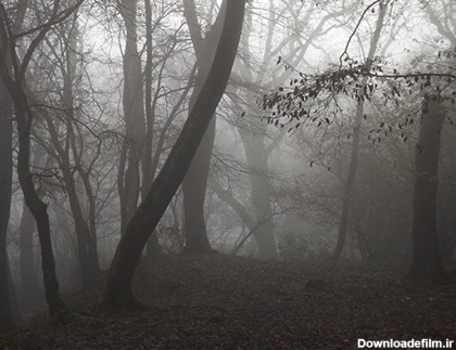 جنگل جیغ از مکانهای ترسناک انگلستان (+عکس ها) - چشم انداز