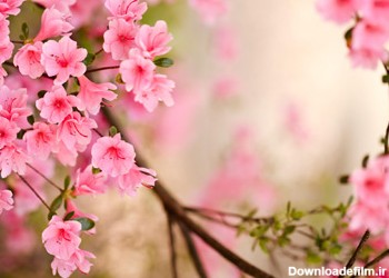 زیباترین شکوفه های بهاری صورتی peach spring flowers