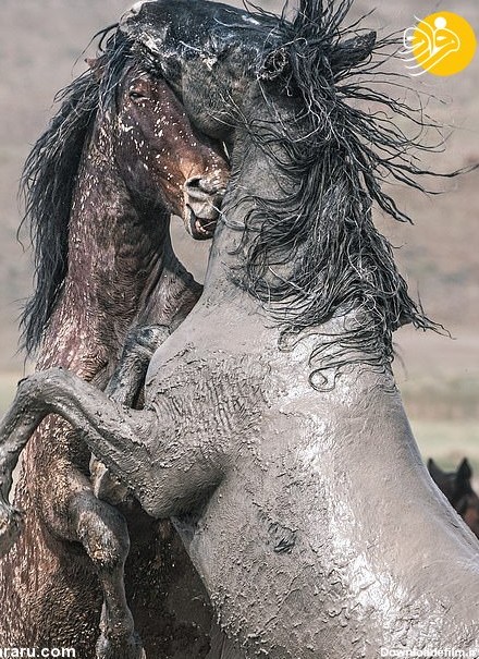 فرارو | (تصاویر) درگیری دو اسب وحشی