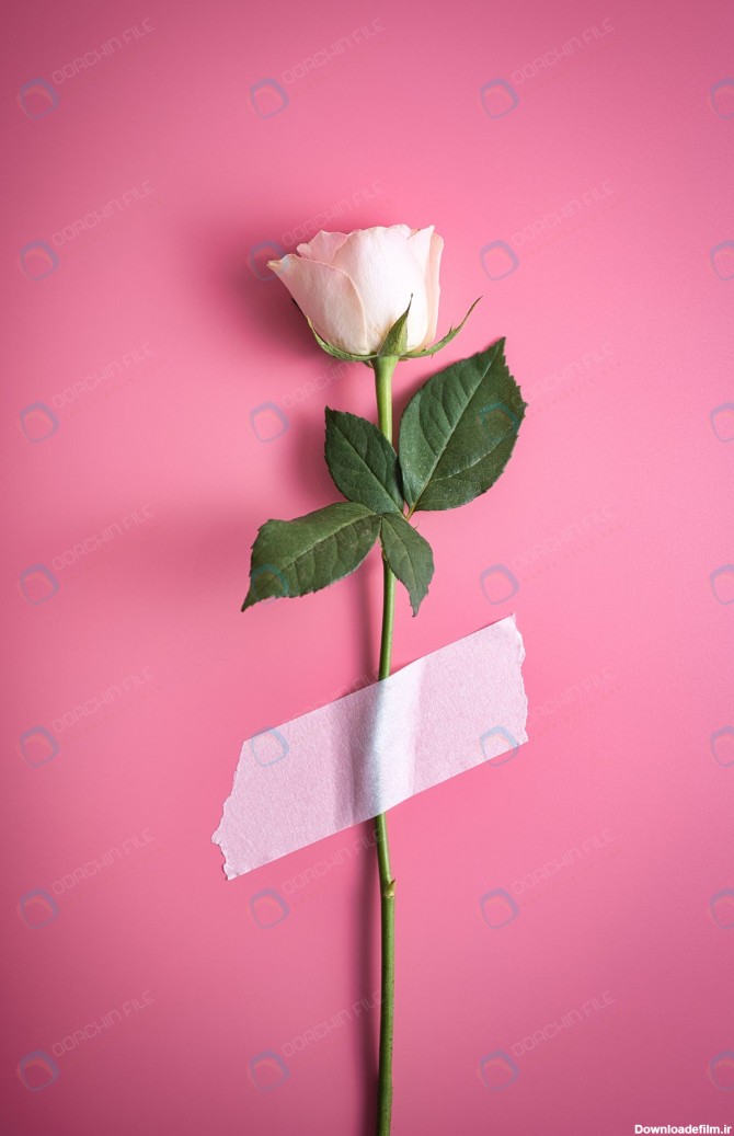عکس باکیفیتی از شاخه گل رز - مرجع دانلود فایلهای دیجیتالی