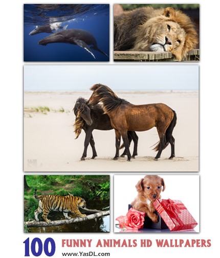 دانلود مجموعه 100 والپیپر حیوانات بامزه Funny Animals HD Wallpapers