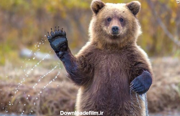 عکس یادگاری خرس بامزه + عکس | بهداشت نیوز