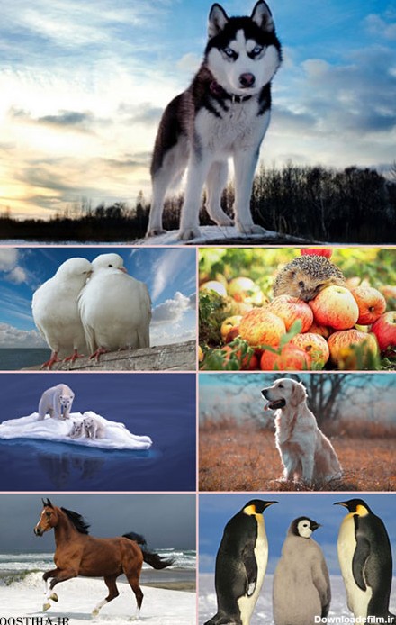 دانلود عکس پس زمینه از حیوانات - دوستی ها