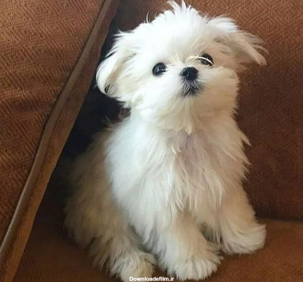عکس سگ کوچک سفید پشمالو