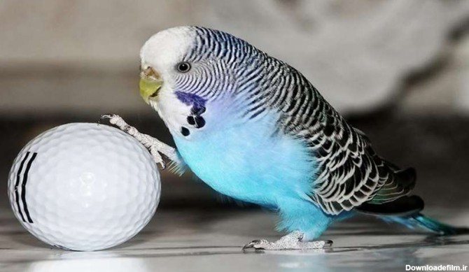 budgie with golf ball 850x491 1 | راهنمای پرورش موفقیت آمیز مرغ عشق‌