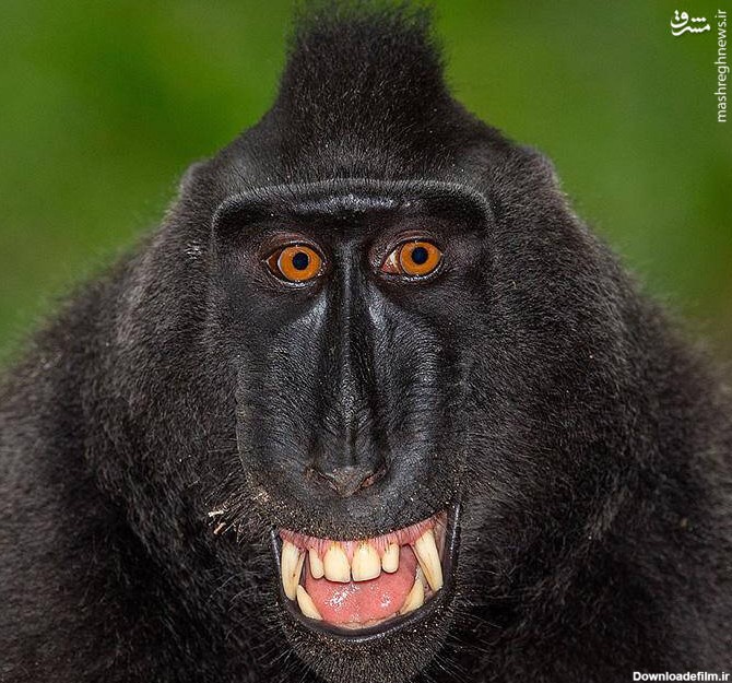 گونه‌های عجیب و غریب میمون‌ها | خبرنامه دانشجویان ایران