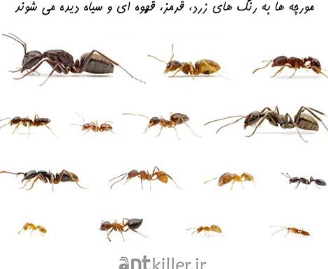 انواع مورچه ها به رنگ های مختلف دیده می شوند