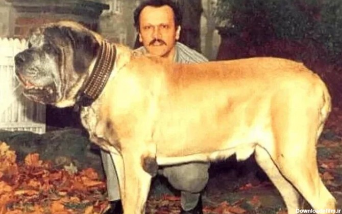 سگ غول‌پیکری که نامش در گینس ثبت شده/ عکس - خبرآنلاین