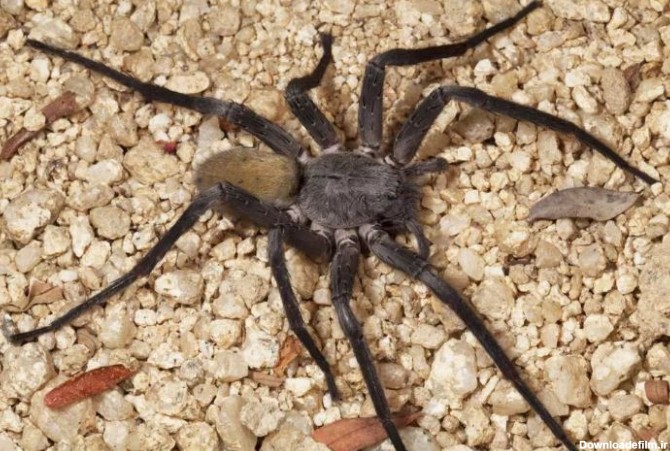 کشف نوع جدیدی از عنکبوت های غول پیکر در معدن های متروکه ...