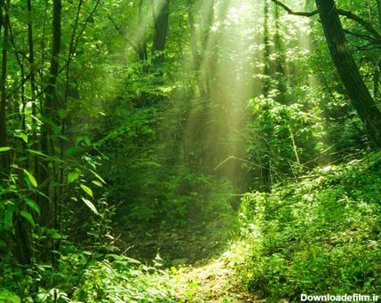دانلود تصویر HD و با کیفیت از درختان سبز و نور آفتاب