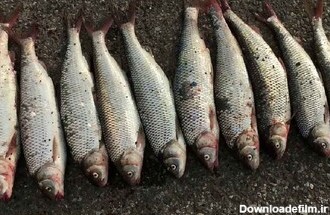 از قیمت انواع ماهی در بازار با خبر شوید / قزل‌آلا بی‌استخوان پاک شده چند؟