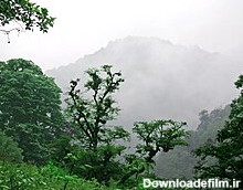 جنگل‌های ایران - ویکی‌پدیا، دانشنامهٔ آزاد