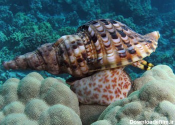 عکس حلزون دریایی giant sea snail